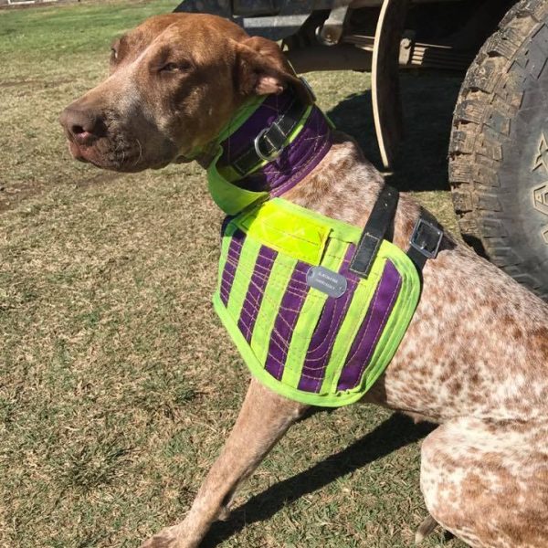 Metal Dog Tags (Attach to collars, chestplates and trackers)