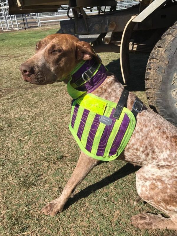 Metal Dog Tags (Attach to collars, chestplates and trackers)