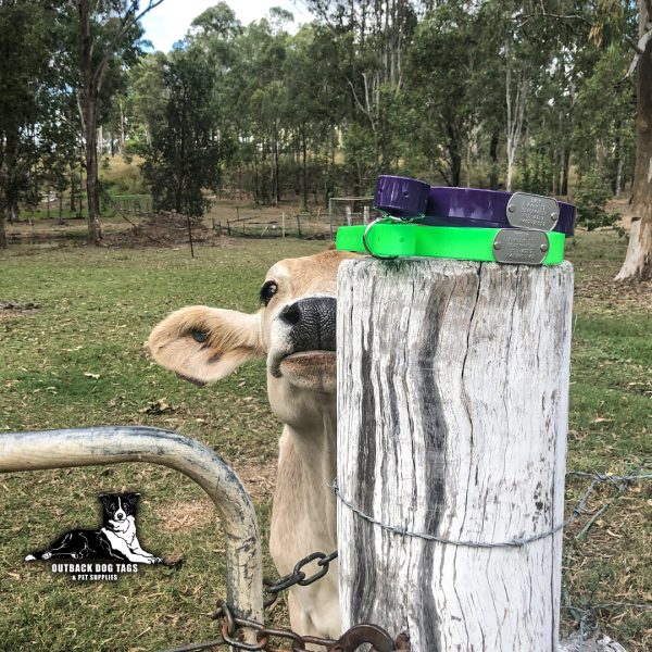 Collar with Tag - Mixed Colors - Aussie Tough - Image 30