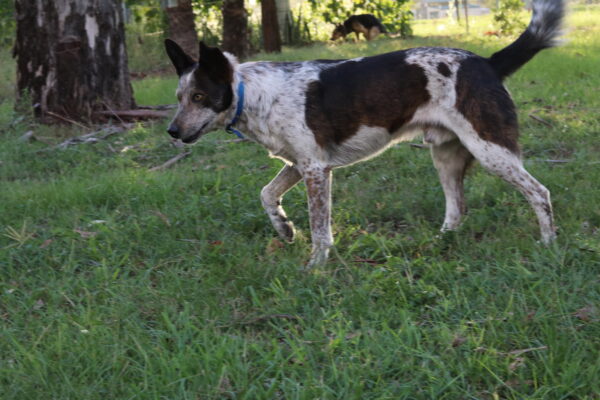 Collar with Tag - Mixed Colors - Aussie Tough - Image 16
