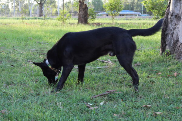 Collar with Tag - Mixed Colors - Aussie Tough - Image 18