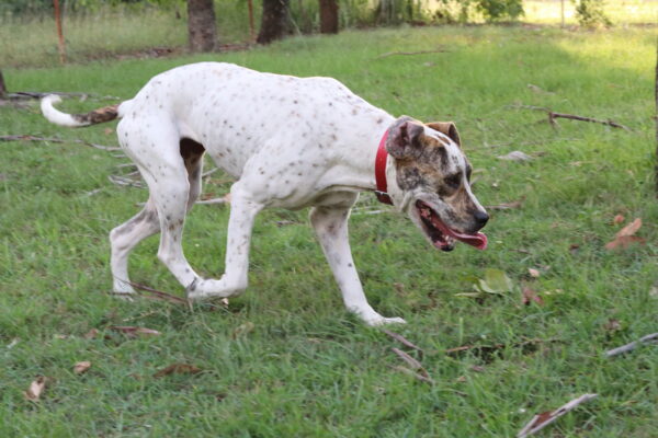 Collar with Tag - Mixed Colors - Aussie Tough - Image 19