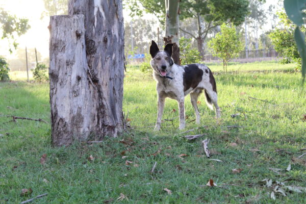 Collar with Tag - Mixed Colors - Aussie Tough - Image 24