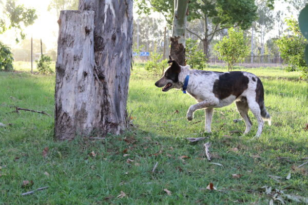 Collar with Tag - Mixed Colors - Aussie Tough - Image 21