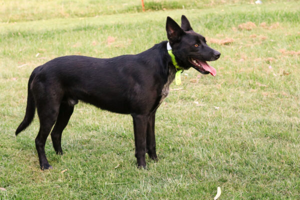 Collar with Tag - Mixed Colors - Aussie Tough - Image 12