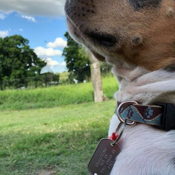 Alternative view of Custom Made Metal Dog Tag Hanging Tag ( Attach to your own collar)