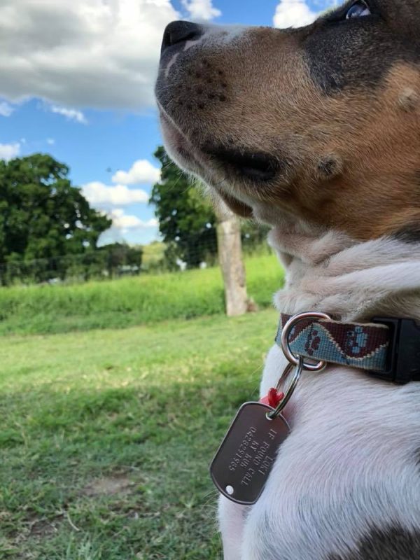 Custom Made Metal Dog Tag Hanging Tag ( Attach to your own collar)
