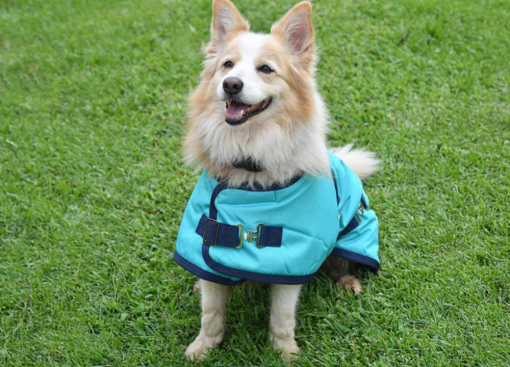 Thermo Master Supreme Dog Coat - Teal/Navy - Image 3