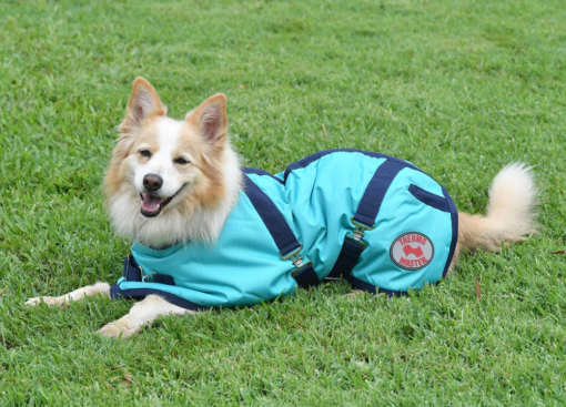Thermo Master Supreme Dog Coat - Teal/Navy - Image 2