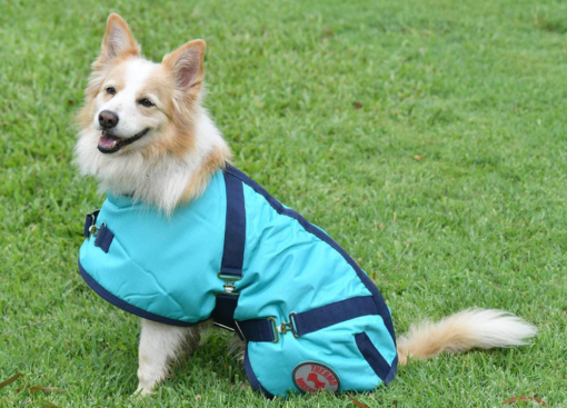 Thermo Master Supreme Dog Coat - Teal/Navy