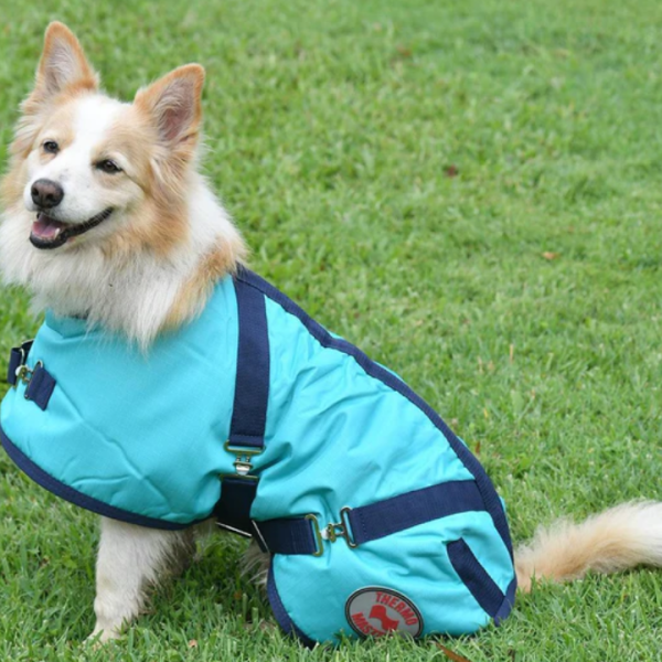 Thermo Master Supreme Dog Coat - Teal/Navy