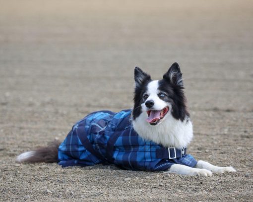 Thermo Master Supreme Dog Coat - Blue Tartan - Image 3