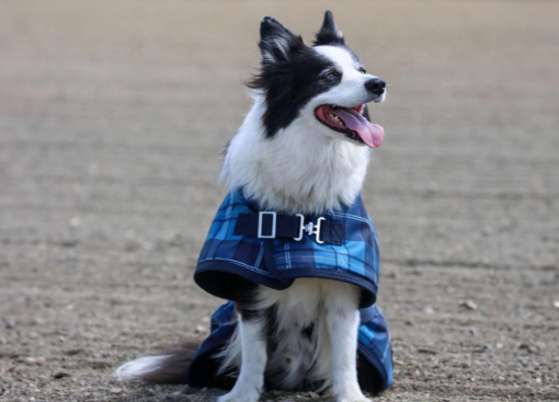 Thermo Master Supreme Dog Coat - Blue Tartan - Image 4