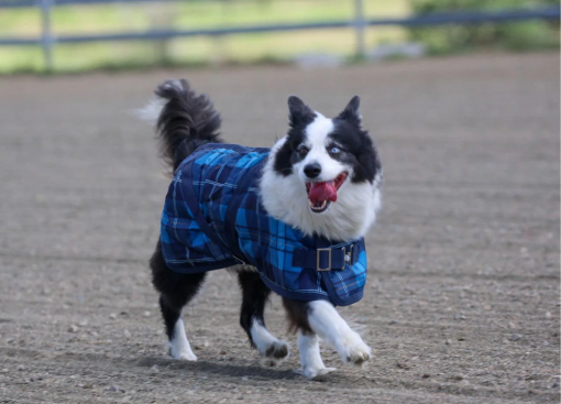 Thermo Master Supreme Dog Coat - Blue Tartan - Image 5