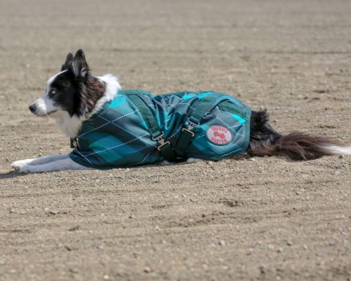 Thermo Master Supreme Dog Coat - Emerald Diamond - Image 2
