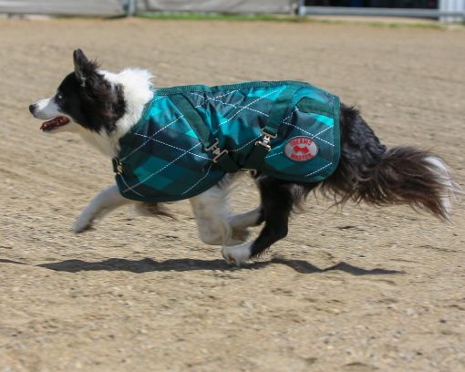 Thermo Master Supreme Dog Coat - Emerald Diamond - Image 3