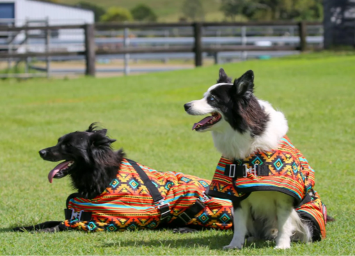 Thermo Master Supreme Dog Coat - Nicoma - Image 4