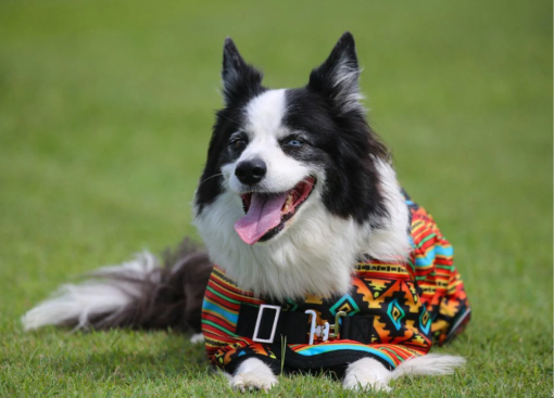 Thermo Master Supreme Dog Coat - Nicoma - Image 3