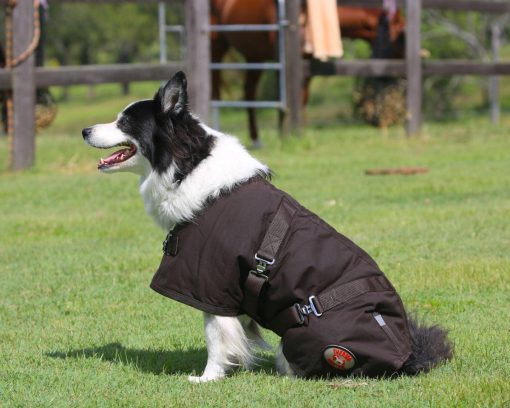 Thermo Master Oilskin Dog Coat Brown - Image 3