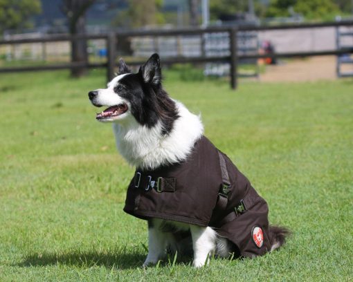 Thermo Master Oilskin Dog Coat Brown - Image 4
