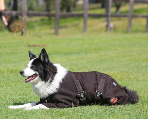 Thermo Master Oilskin Dog Coat Brown - Image 5