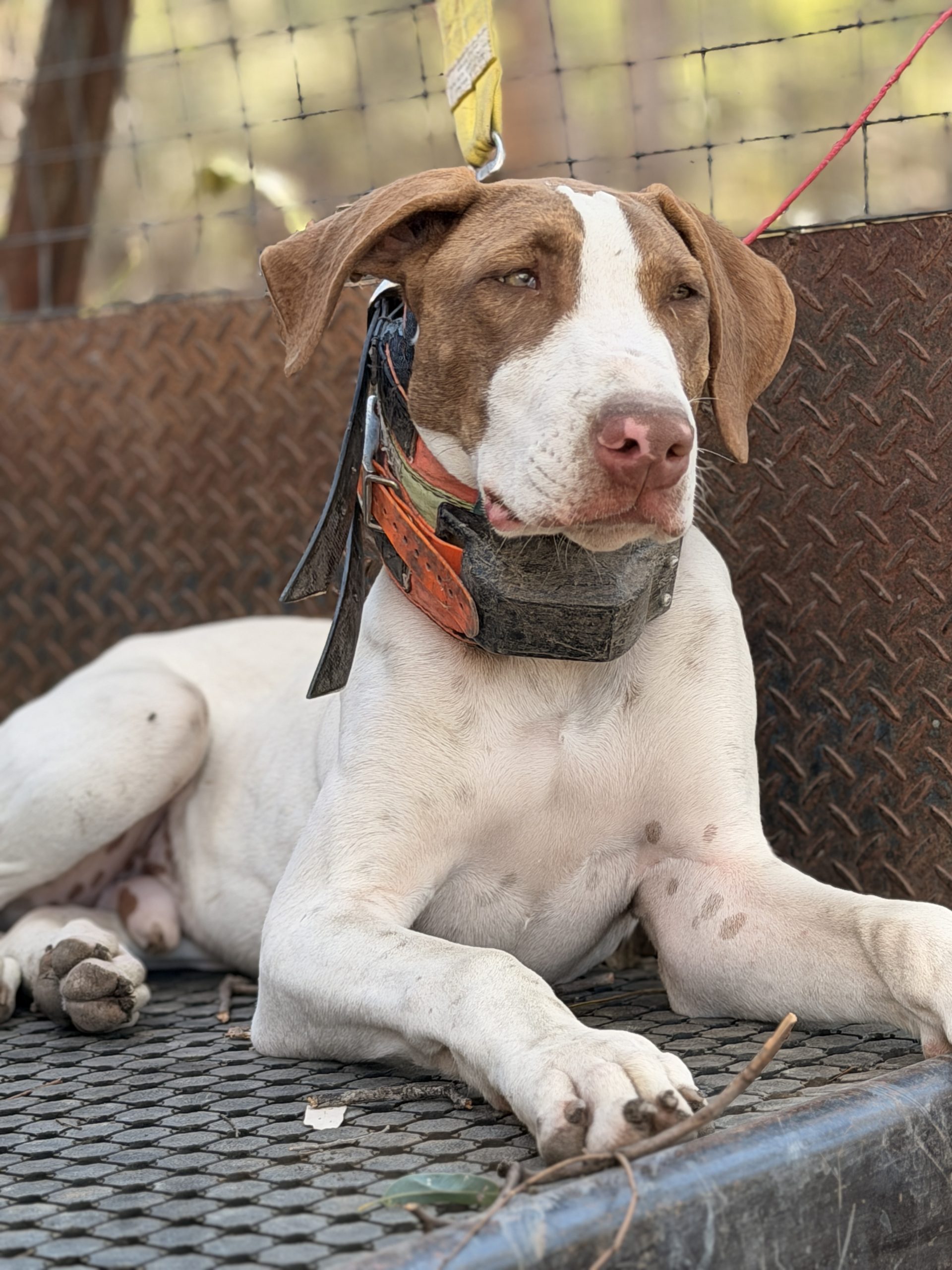 Garmin T5 | TT15 - Elite Tuskguard MX7 Protector - GPS Dog Tracker - Image 7