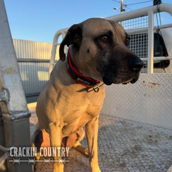 Rugged CC Seatbelt Collar with tag - Image 10