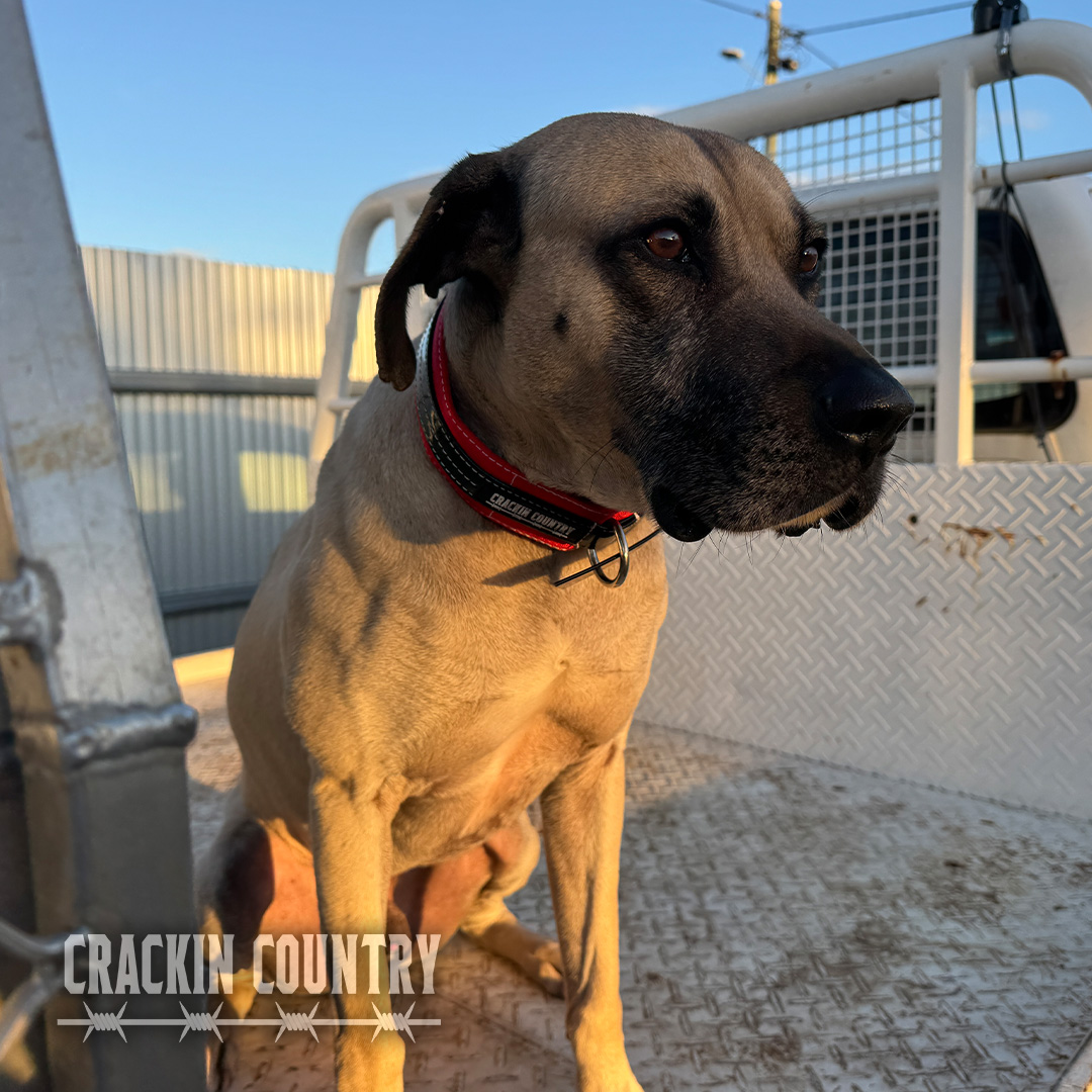 Rugged CC Seatbelt Collar with tag - Image 10