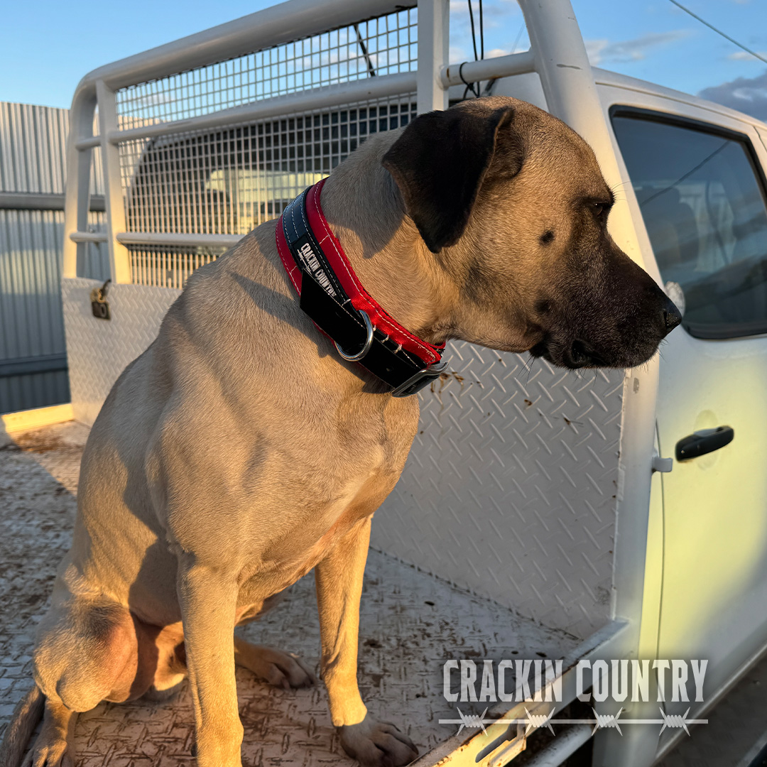 Rugged CC Seatbelt Collar with tag - Image 9