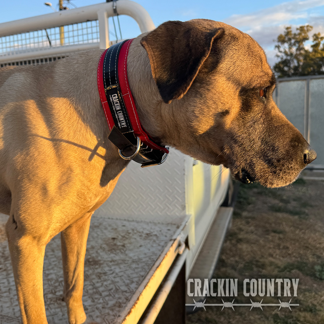 Rugged CC Seatbelt Collar with tag - Image 8