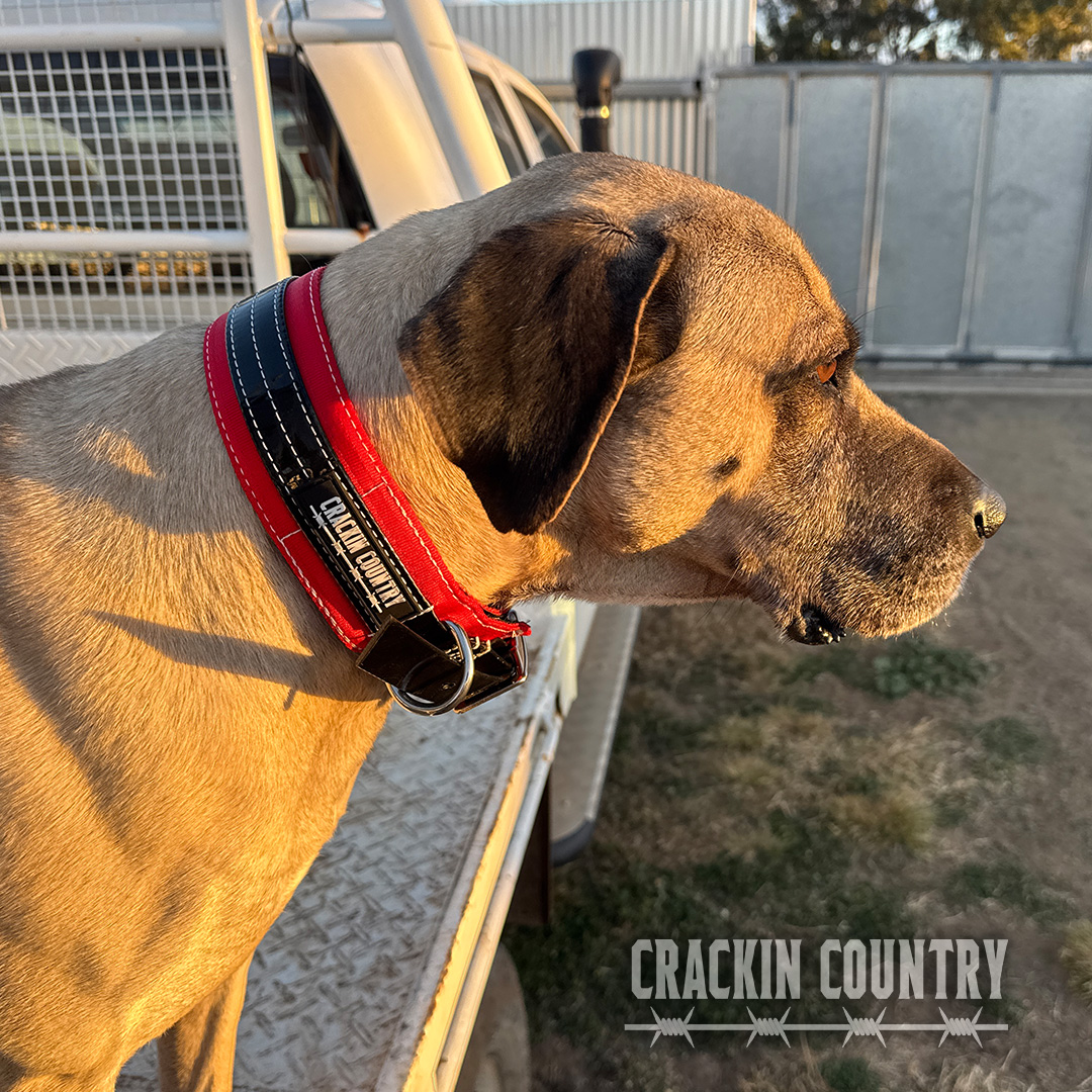 Rugged CC Seatbelt Collar with tag - Image 2