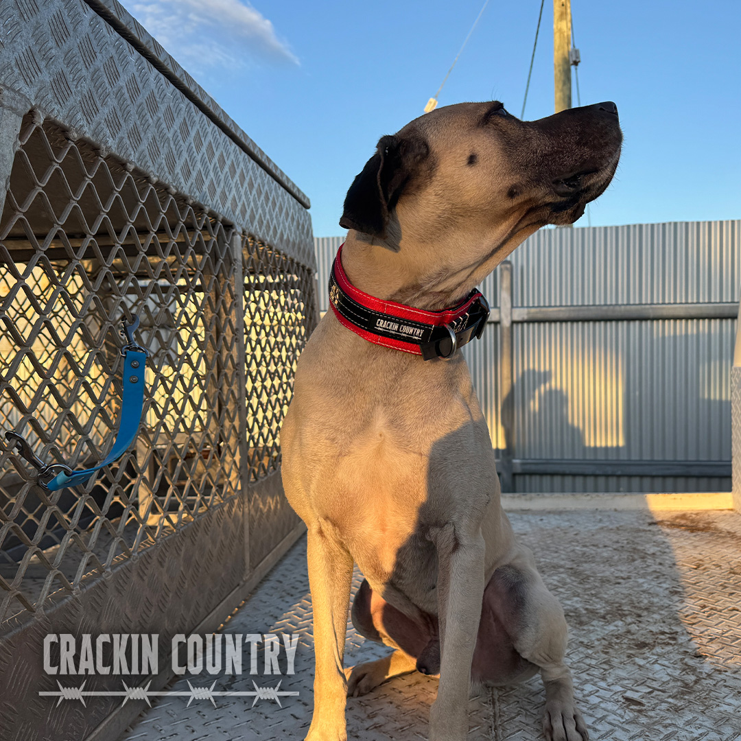 Rugged CC Seatbelt Collar with tag - Image 4