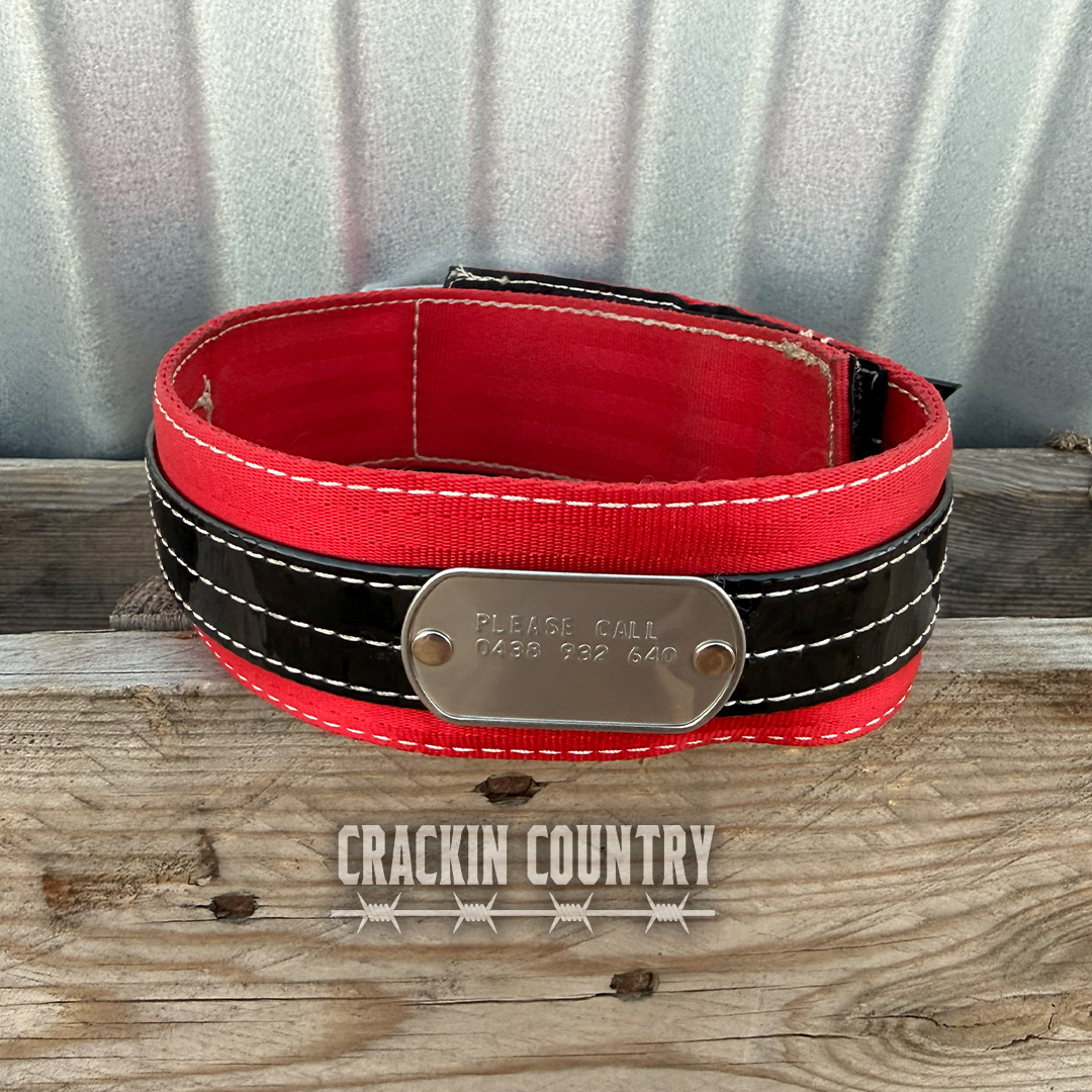 Rugged CC Seatbelt Collar with tag - Image 3